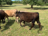 The Best Branding Iron for Your Ranch? The Best Branding Iron for Your Ranch?